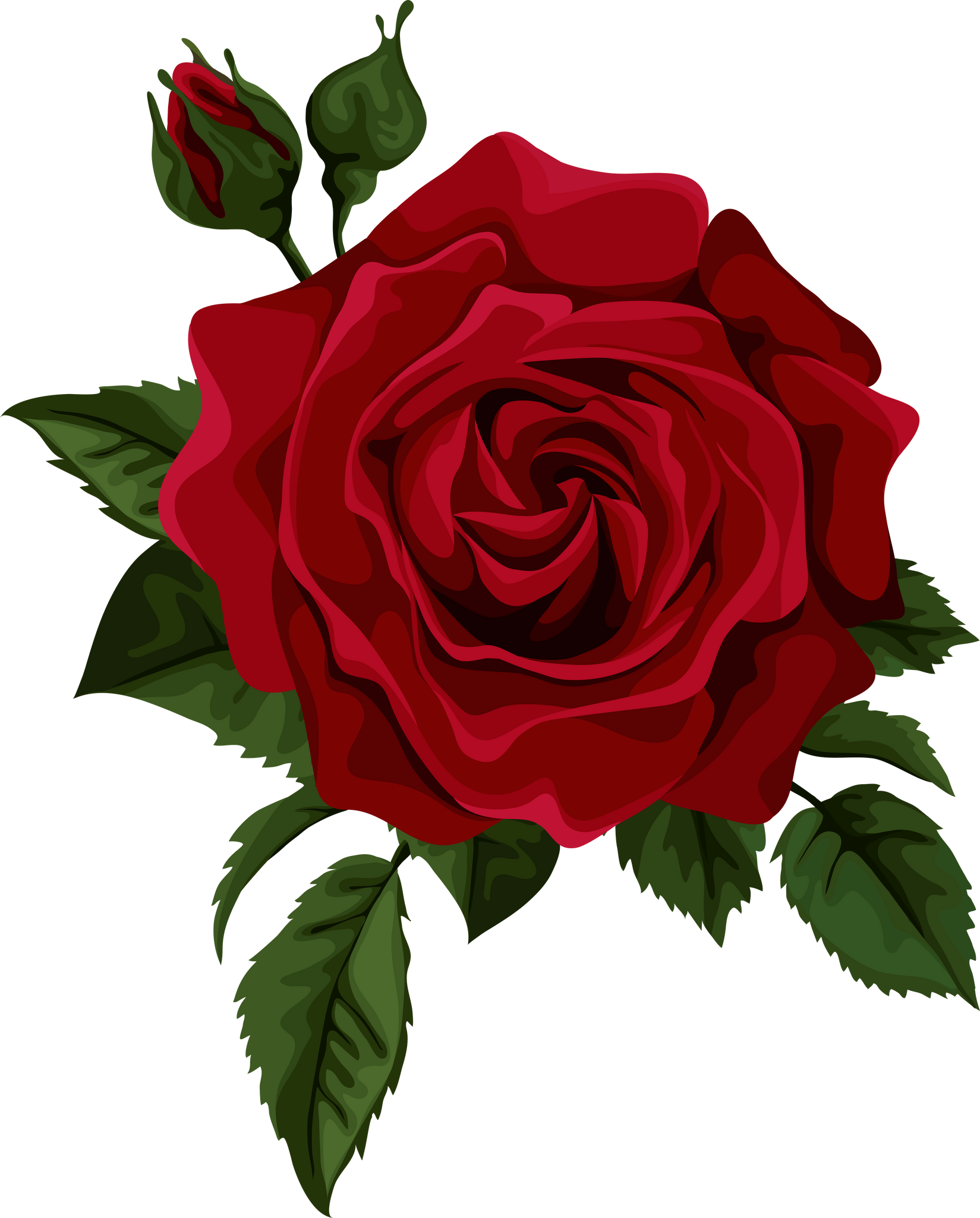 Illustration of a Rose